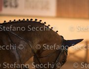xx FZ TosTour2013- S5 3133 : Arezzo, Arezzo Equestrian Centre, Cavalli d'Italia, Toscana Tour 2013, foto di Stefano Secchi ©, xx FZ